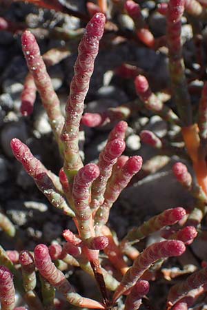 Salicornia perennans / Glasswort, A Seewinkel, Apetlon 23.9.2022