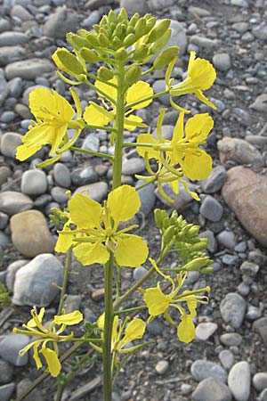 Erucastrum nasturtiifolium \ Stumpfkantige Hundsrauke, A Bregenz 21.4.2007