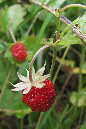 Fragaria vesca \ Wald-Erdbeere / Wild Strawberry, A Turrach 22.7.2007