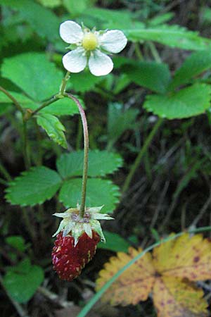 Fragaria vesca \ Wald-Erdbeere / Wild Strawberry, A Hengstpass 14.7.2007