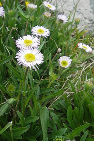 Erigeron glabratus \ Koralpen-Berufkraut / Koralpe Fleabane, A Kärnten/Carinthia, Petzen 2.7.2010