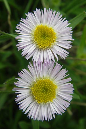 Erigeron glabratus \ Koralpen-Berufkraut / Koralpe Fleabane, A Kärnten/Carinthia, Petzen 2.7.2010