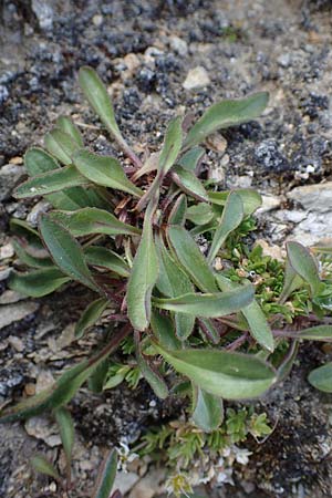 Erigeron uniflorus \ Einkpfiges Berufkraut, A Wölzer Tauern, Kleiner Zinken 24.7.2021