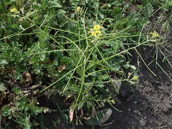 Erysimum repandum \ Brach-Schterich, Ausgespreizter Schterich, A Seewinkel, Apetlon 8.5.2022