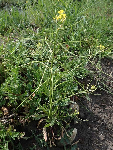 Erysimum repandum \ Brach-Schterich, Ausgespreizter Schterich, A Seewinkel, Apetlon 8.5.2022