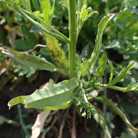 Erysimum repandum \ Brach-Schterich, Ausgespreizter Schterich, A Seewinkel, Apetlon 8.5.2022