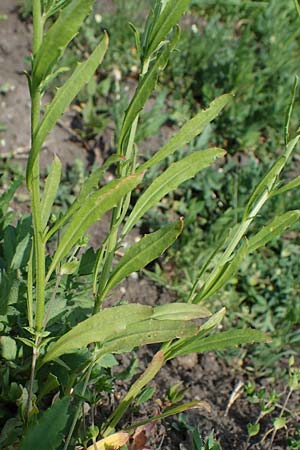 Erysimum repandum \ Brach-Schterich, Ausgespreizter Schterich, A Seewinkel, Apetlon 8.5.2022