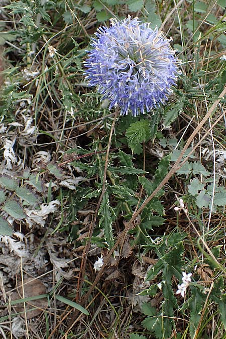 Echinops ritro \ Blaue Kugeldistel / Small Globe Thistle, A Hainburg 25.9.2022