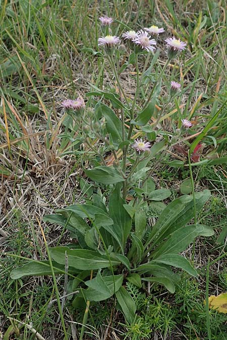 Erigeron muralis / Late Fleabane, A Seewinkel, Apetlon 26.9.2022