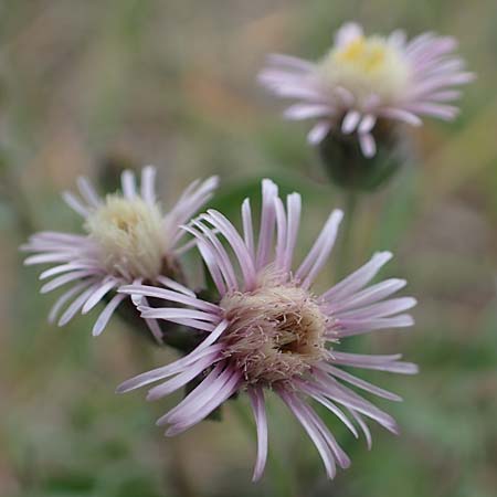 Erigeron muralis \ Sptes Berufkraut, A Seewinkel, Apetlon 26.9.2022