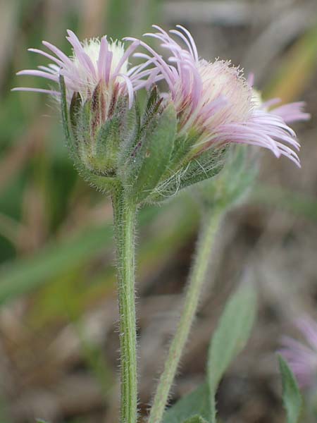 Erigeron muralis \ Sptes Berufkraut / Late Fleabane, A Seewinkel, Apetlon 26.9.2022