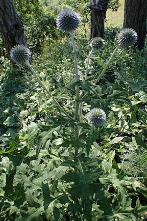 Echinops ritro \ Blaue Kugeldistel / Small Globe Thistle, A Gumpoldskirchen 9.7.2023