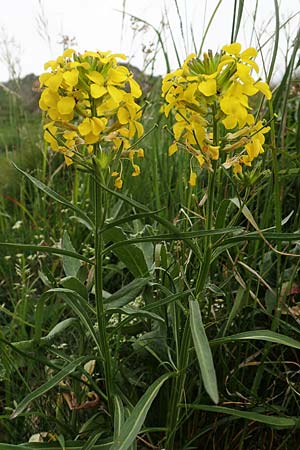 Erysimum sylvestre \ Lack-Schterich, Felsen-Schterich / Wood Treacle Mustard, A Pusterwald, Eiskar 1.7.2019