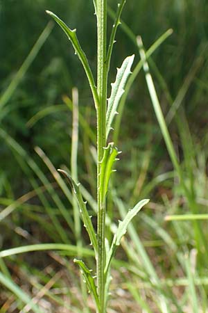 Erysimum virgatum \ Steifer Schterich / Hawkweed-Leaved Treacle Mustard, A Weikersdorf am Steinfeld 2.7.2020