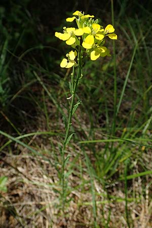 Erysimum virgatum \ Steifer Schterich / Hawkweed-Leaved Treacle Mustard, A Weikersdorf am Steinfeld 2.7.2020