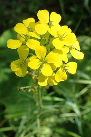 Erysimum virgatum \ Steifer Schterich / Hawkweed-Leaved Treacle Mustard, A Weikersdorf am Steinfeld 2.7.2020