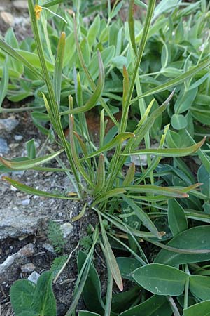 Erysimum sylvestre \ Lack-Schterich, Felsen-Schterich / Wood Treacle Mustard, A Pusterwald, Eiskar 29.7.2021