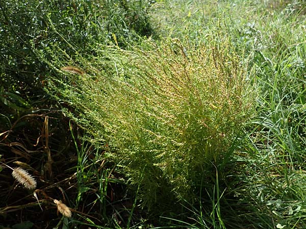 Bassia scoparia \ Besen-Radmelde, Sommerzypresse / Summer Cypress, A Weiden am Neusiedler See 28.9.2022