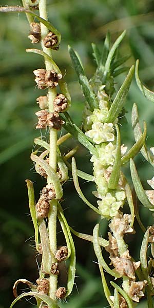 Bassia scoparia \ Besen-Radmelde, Sommerzypresse / Summer Cypress, A Weiden am Neusiedler See 28.9.2022