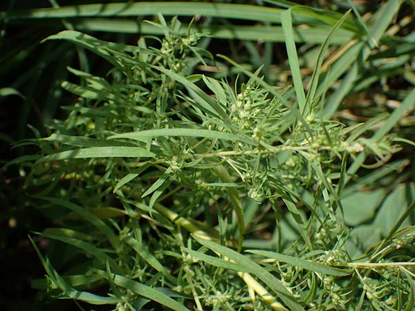 Bassia scoparia \ Besen-Radmelde, Sommerzypresse / Summer Cypress, A Weiden am Neusiedler See 28.9.2022