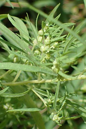 Bassia scoparia \ Besen-Radmelde, Sommerzypresse / Summer Cypress, A Weiden am Neusiedler See 28.9.2022