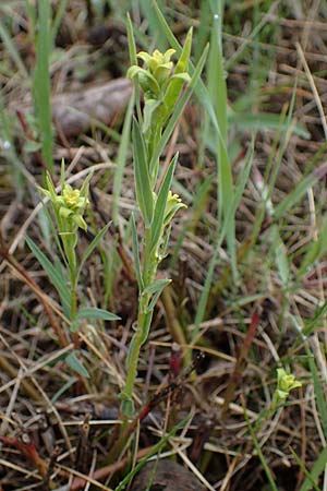 Euphorbia seguieriana \ Steppen-Wolfsmilch / Seguier's Spurge, A Wien 2.4.2023