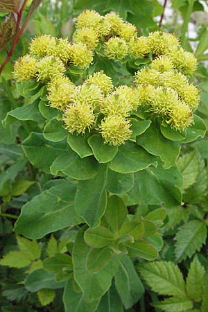 Euphorbia epithymoides \ Vielfarbige Wolfsmilch / Cushion Spurge, A Lechtal, Forchach 27.5.2007