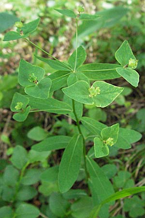 Euphorbia dulcis \ Se Wolfsmilch / Sweet Spurge, A Lechtal, Forchach 27.5.2007