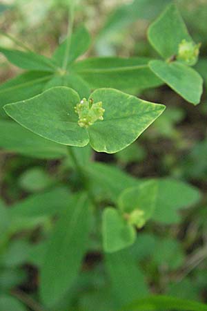 Euphorbia dulcis \ Se Wolfsmilch / Sweet Spurge, A Lechtal, Forchach 27.5.2007