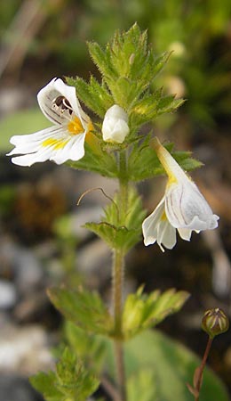 Euphrasia rostkoviana \ Gewhnlicher Augentrost / Common Eyebright, A Hahntennjoch 16.7.2010