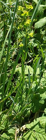 Euphorbia virgata \ Ruten-Wolfsmilch, Rutenfrmige Wolfsmilch / Leafy Spurge, A Weikersdorf am Steinfeld 2.7.2020