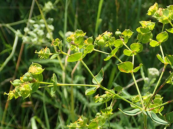 Euphorbia virgata \ Ruten-Wolfsmilch, Rutenfrmige Wolfsmilch / Leafy Spurge, A Weikersdorf am Steinfeld 2.7.2020