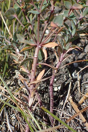 Euphorbia seguieriana \ Steppen-Wolfsmilch / Seguier's Spurge, A Hainburg 8.7.2023