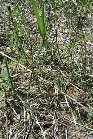 Equisetum variegatum \ Bunter Schachtelhalm, A Reutte 25.5.2008