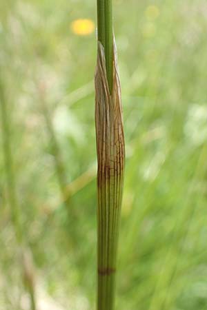 Eriophorum vaginatum \ Scheiden-Wollgras / Hare's-Tail Cotton Grass, A Osttirol, Porze 13.7.2019