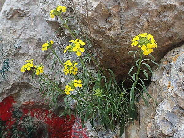 Erysimum virgatum \ Steifer Schterich / Hawkweed-Leaved Treacle Mustard, A Weichtal-Klamm 1.7.2020