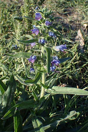 Echium vulgare \ Gemeiner Natternkopf, A Seewinkel, Podersdorf 22.9.2022