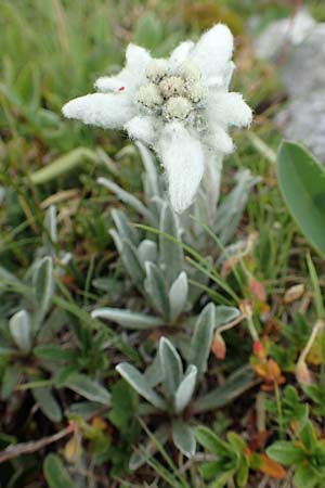 Leontopodium alpinum \ Edelweiß / Edelweiss, A Trenchtling 3.7.2019