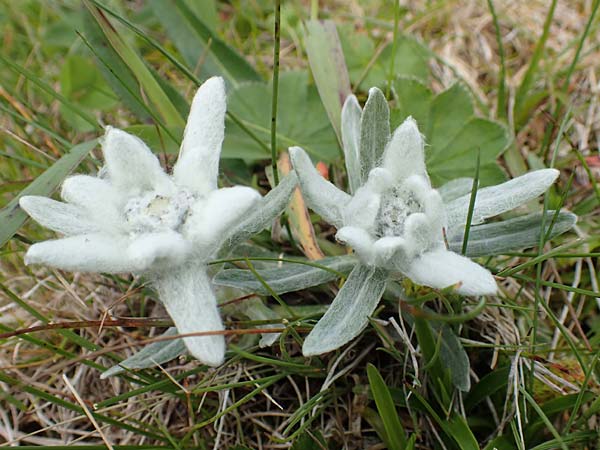 Leontopodium alpinum / Edelweiss, A Rax 28.6.2020