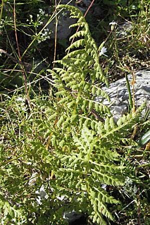 Dryopteris villarii \ Starrer Wurmfarn / Rigid Buckler Fern, A Kärnten/Carinthia, Petzen 21.7.2007