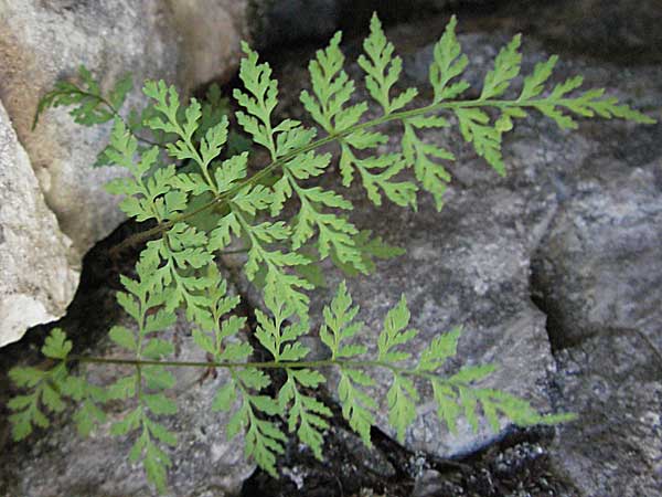 Cystopteris fragilis \ Zerbrechlicher Blasenfarn / Brittle Bladder Fern, A Kärnten/Carinthia, Petzen 21.7.2007