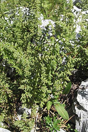 Dryopteris villarii \ Starrer Wurmfarn, A Kärnten, Petzen 21.7.2007