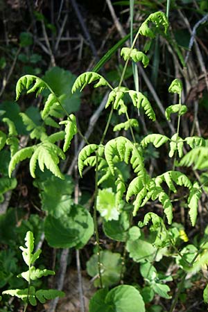 Dryopteris villarii \ Starrer Wurmfarn / Rigid Buckler Fern, A Menauer Alm 31.5.2008