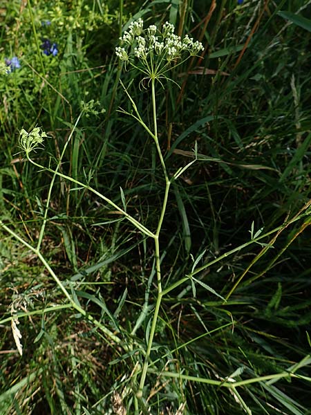 Falcaria vulgaris / Longleaf, A Weikersdorf am Steinfeld 2.7.2020