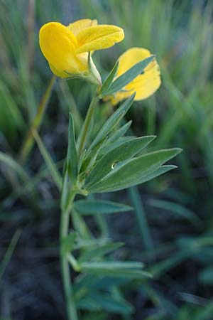 Lotus tenuis \ Schmalblttriger Hornklee, Salz-Hornklee / Narrow-Leaf Bird's-Foot Trefoil, A Seewinkel, Podersdorf 22.9.2022