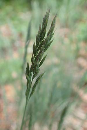 Festuca guestphalica \ Harter Schwingel, A Kärnten, St. Paul im Lavanttal 16.5.2016