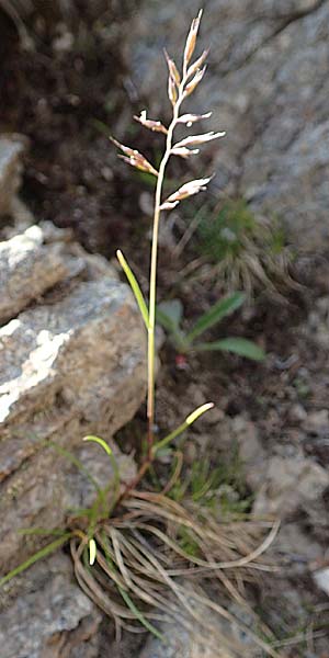 Helictotrichon versicolor \ Bunter Wiesenhafer / Oat Grass, A Nockberge, Klomnock 10.7.2019