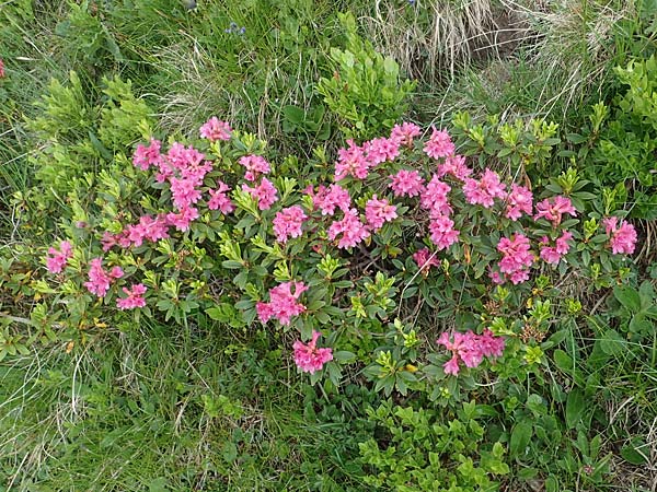 Rhododendron ferrugineum \ Rostblttrige Alpenrose, A Wölzer Tauern, Kleiner Zinken 26.6.2021