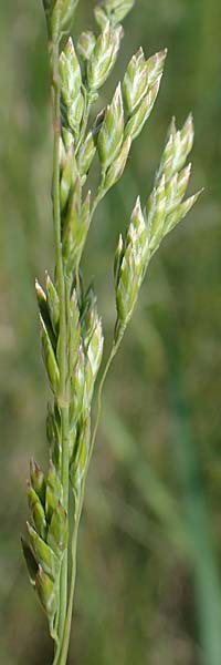 Poa pratensis \ Wiesen-Rispengras, Wiesenrispe / Smooth Meadow Grass, Kentucky Blue Grass, A Seewinkel, Illmitz 9.5.2022