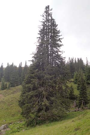 Picea abies \ Fichte, Rottanne / Norway Spruce, A Kärnten/Carinthia, Koralpe 9.8.2016